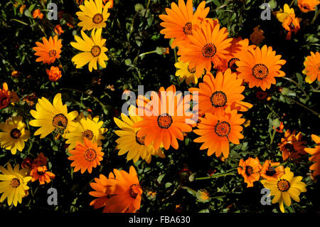The Namaqua Daisy, Dimorphotheca sinuata, is endemic to South Africa Stock Photo
