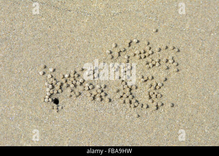 Sand balls lie scattered around a crab hole on Aswem beach, North Goa, India Stock Photo