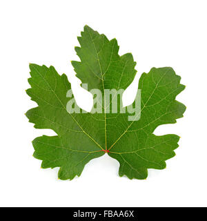 Grape leaf isolated on white background with clipping path and full ...