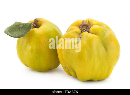 Quince fruit closeup isolated on white background Stock Photo