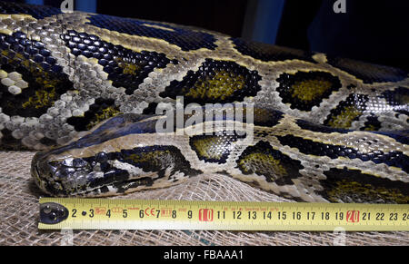 Hanover, Germany. 13th Jan, 2016. Indian python Little Moses jr. is measured and weighed at the adventure zoo in Hanover, Germany, 13 January 2016. Little Moses jr. is 4.30 meters long. 2,061 animals of 198 species live in the Hanover Zoo, according to this year's inventory. Photo: HOLGER HOLLEMANN/dpa/Alamy Live News Stock Photo