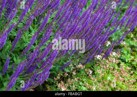 Salvia nemorosa 'Lubecca', woodland sage, Balkan clary Stock Photo