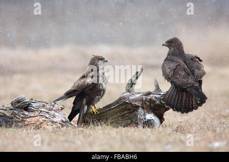 The two common buzzards (Buteo buteo) in the winter, one of them sitting sideways on a piece of an old tree trunk. Horizontal vi Stock Photo