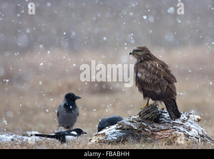 Common buzzard (Buteo buteo) in a snowstorm, sitting on a tree trunk in a meadow and looking to the left, near narew river in Po Stock Photo
