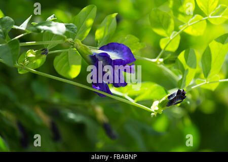 A butterfly pea flower (Clitoria Ternatea) Stock Photo