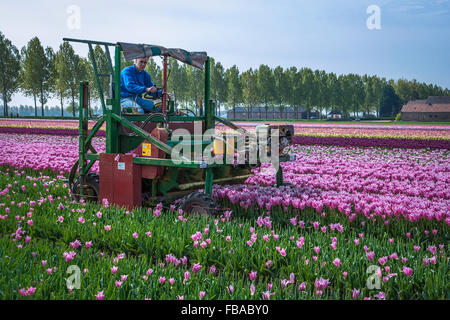 Agricultural Machine, Near Keukenhof, The Netherlands Stock Photo - Alamy