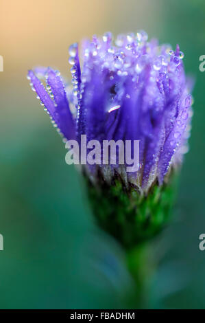 Dew on a closed blue Aster flower with soft green background. Stock Photo