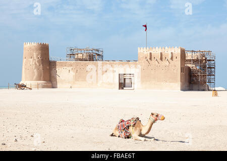 Camel in front of historic fort Zubarah (Al Zubara) in the North East of Qatar. Middle East, Arabia Stock Photo