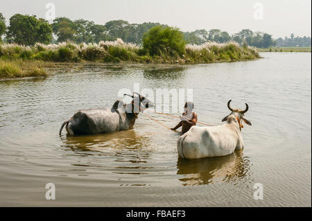 Farmer bathes his oxen in lake on a bright autumn day. Stock Photo