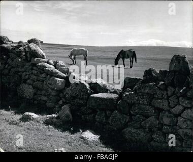 1968 - Lundy Island:A gap in the Half Way wall which divided the Island into two halves North and south, reveals two wild ponies grazing on the sparse Lundy turf. These ponies are rounded up every now and then and taken to the Barnstaple Fair on the Mainland. Latest census of island stock shows 50 wild ponies, 300 Devon sheep, 100 wild sheep, 100 wild goats, 150 deer, 50 horned stock and 3 pigs. © Keystone Pictures USA/ZUMAPRESS.com/Alamy Live News Stock Photo