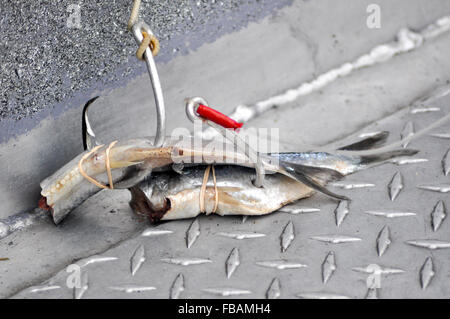 herring fish on fishing hook on sea background Stock Photo - Alamy