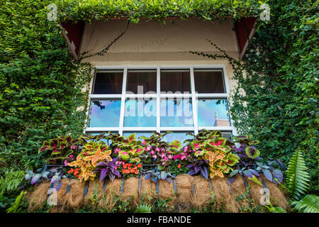 Ivy and colorful plants surround windowbox in Naples, Florida, USA Stock Photo