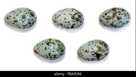 The eggs of the Great Reed Warbler in front of white background, isolated. Russia. Russia, the Ryazan region (Ryazanskaya oblast Stock Photo