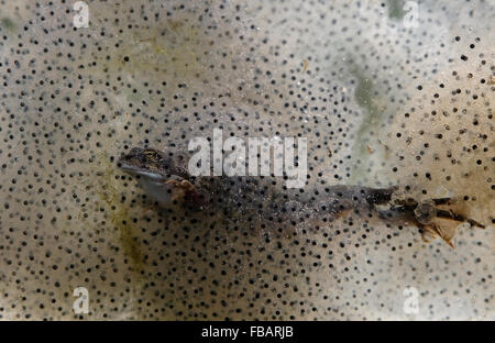 Common Frog (Rana temporaria), swimming through frogspawn, showing webbed feet, in garden pond, Bentley, Suffolk, March 2011 Stock Photo