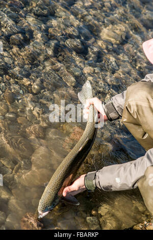 Man releasing a wild steelhead trout in Forks, Washington Stock Photo