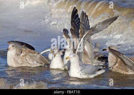 Herring Gulls Larus argentatus feeding in a rough sea on the Norfolk coast Stock Photo