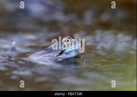 Adult common frog (Rana temporaria) in garden pond in rain shower, during April 2013, Bentley, Suffolk