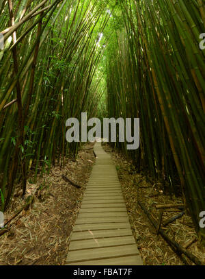 Bamboo forest along the Pipiwai Trail in Haleakala National Park Stock Photo