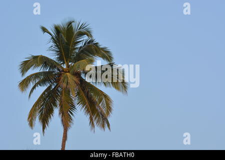 Coconut palm in Goa, India Stock Photo