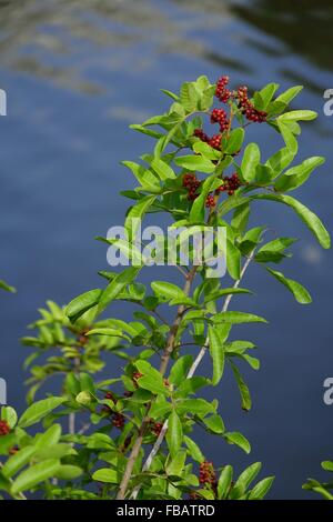 Red berries and leaves of Brazilian pepper, Schinus terebinthifolius, tree shrub native to Brazil and Paraguay. Stock Photo