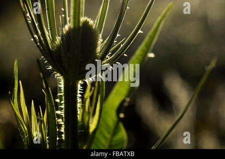 Teasel flower (Dispacus fullosum) head backlit with warm summer sunlight. Stock Photo