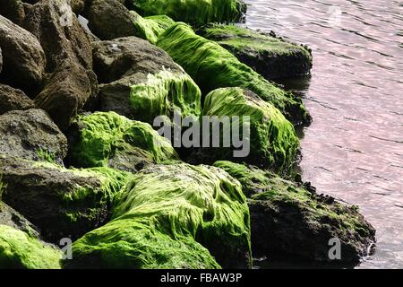 Algae growing on rocks along the Halifax River, Florida Stock Photo