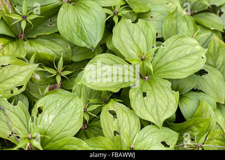 Paris quadrifolia leaves Stock Photo