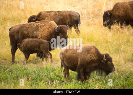 Part of a herd of bison, including a young calf nursing, grazing in the sagebrush plains of the Lamar Valley in Yellowstone. Stock Photo