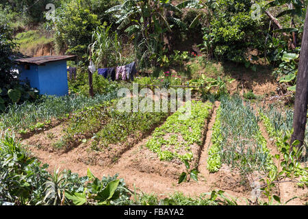 Landscape view of intensively cultivated fields, near Nuwara Eliya, Central Province, Sri Lanka, Asia Stock Photo