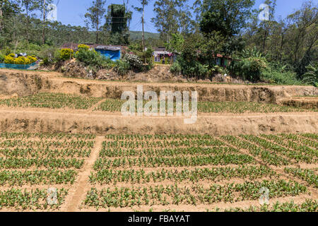 Landscape view of intensively cultivated fields, near Nuwara Eliya, Central Province, Sri Lanka, Asia Stock Photo