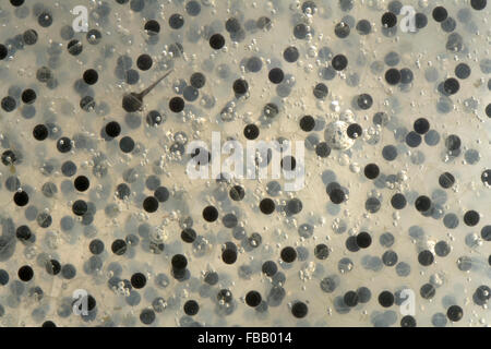 Close up detail of common frogspawn (Rana temporaria) and air bubbles, with one week old tadpole Stock Photo