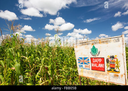 Maize crops in Malawi, Africa. Stock Photo