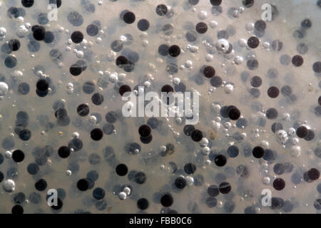 Close up detail of common frogspawn (Rana temporaria) and air bubbles Stock Photo