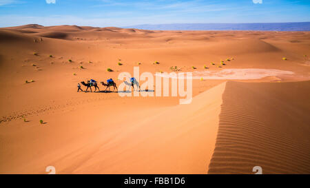 Leading camels through Saharan dunes, Erg Chegaga Stock Photo