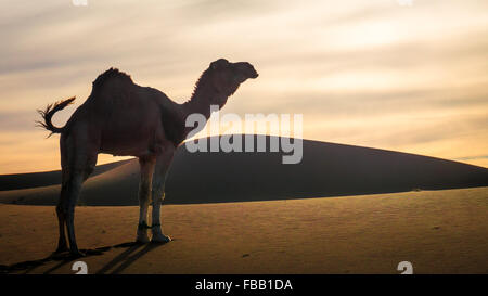 Camel and dunes, Erg Chegaga Morocco Stock Photo