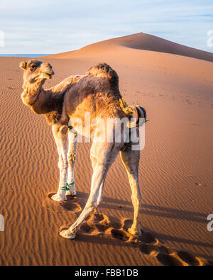 Fiesty camel, Erg Chegaga Morocco Stock Photo
