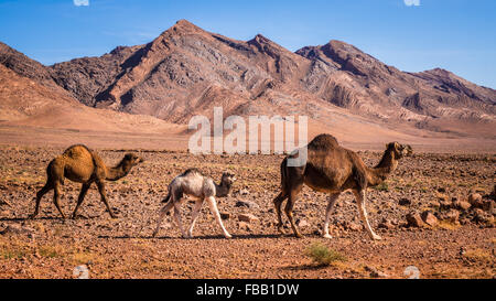 Baby camels following mother, Morocco Stock Photo