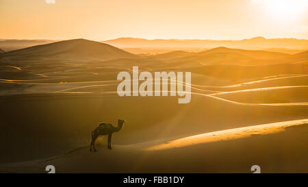 Camel and setting sun in the Sahara Stock Photo