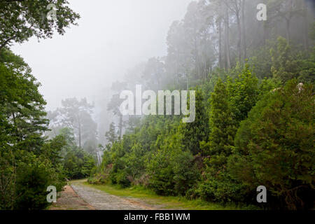 Walkway in the Park of Palacio Nacional de Pena in Sintra, Portugal Stock Photo