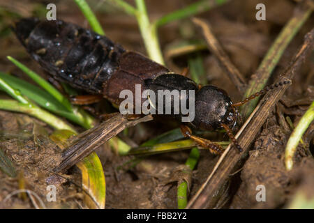 Staphylinus dimidiaticornis beetle in family Staphylinidae. A large predatory rove beetle with tuncated elytra Stock Photo
