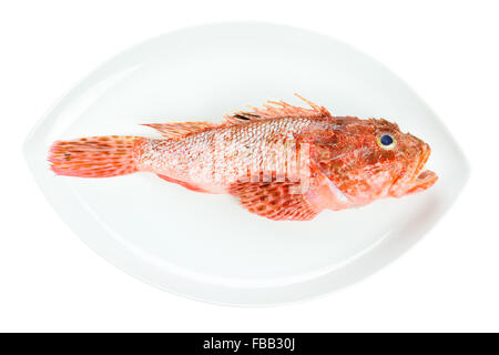 Red Scorpionfish prepared seafood. Raw food on oval dish isolated on white background. As known as Scorpaena Scrofa Stock Photo