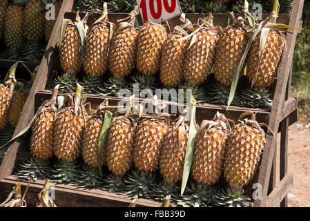 Locally grown pineapples on sale beside the  A1 highway (Colombo- Kandy road)  in Sri Lanka Stock Photo