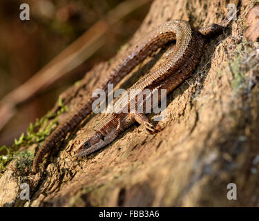 Viviparous lizard (Zootoca vivipara). A lizard on wood after being disturbed from hibernation