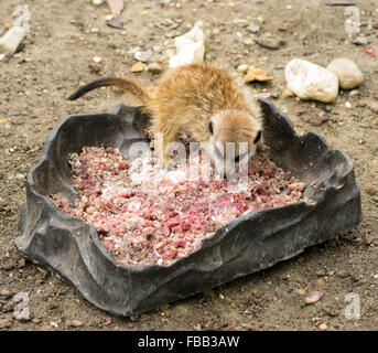 Baby meerkat (Suricata suricatta) eating minced (ground) pork meat Stock Photo