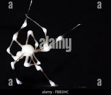 Daddy longlegs spider (Pholcus phalangioides) with fungus. The corpse of a spider in the family Pholcidae, with white fungus Stock Photo
