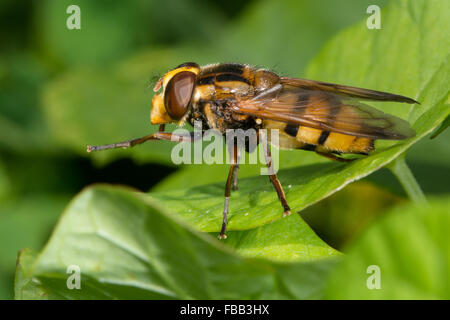 Volucella inanis hoverfly. A large hoverfly in the family Syrphidae, and a mimic of the hornet Stock Photo