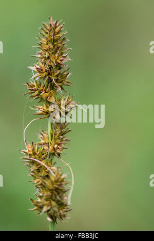 False fox-sedge (Carex otrubae). A frequent coastal flower in the family Cyperaceae, in fruit Stock Photo