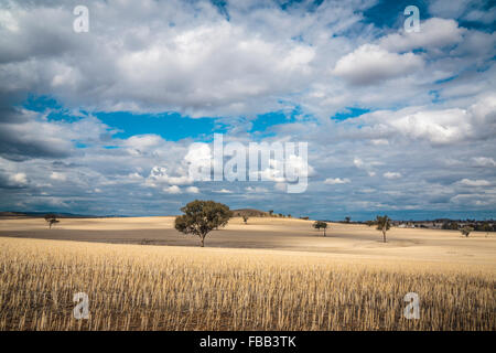 Sunlit field outback New South Wales, Australia Stock Photo