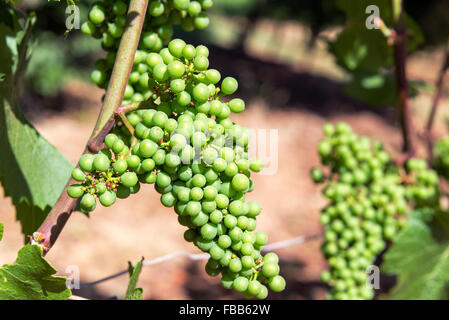 Closeup of Pinot Noir grapes near Dundee, Oregon Stock Photo