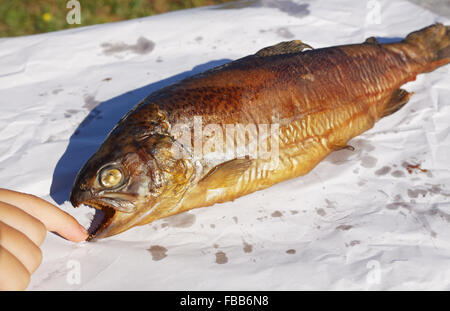 Young boy finger touch Smoked trout (Salmo trutta) sharp teeth on white papper Stock Photo